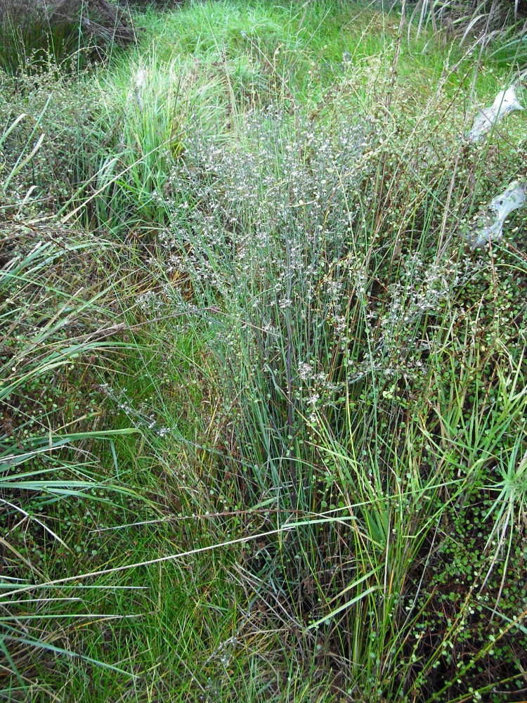 symphyotrichum_subulatum_3